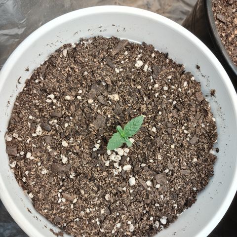 Auto Critical Orange Punch #2 growlog timeline photo