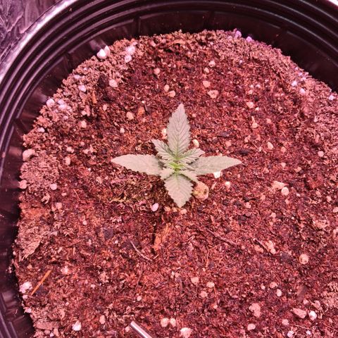 Auto Critical Orange Punch #3 growlog timeline photo