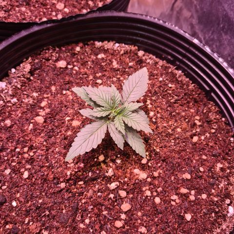 Auto Jack Herer growlog timeline photo