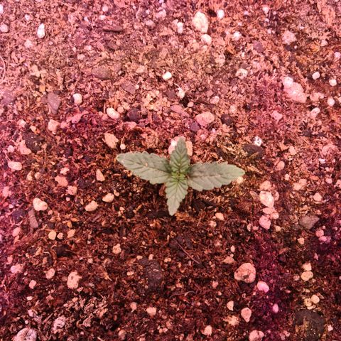 Auto Critical Orange Punch #2 growlog timeline photo