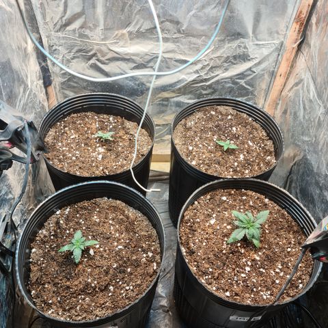 Auto Critical Orange Punch #1 growlog timeline photo