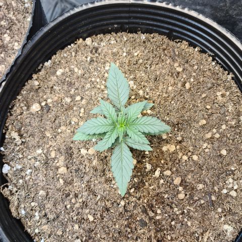 Auto Jack Herer growlog timeline photo