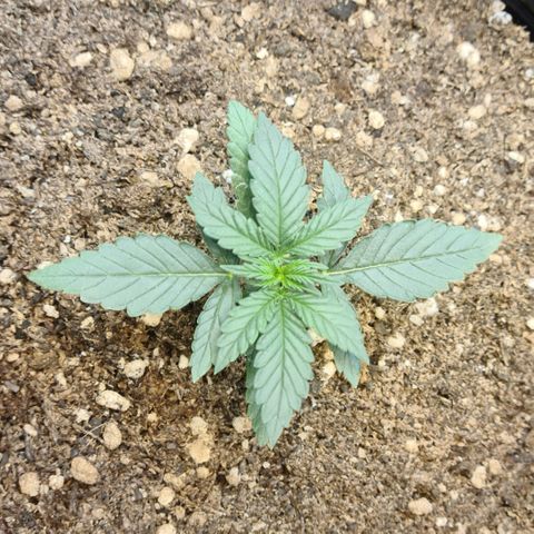 Auto Jack Herer growlog timeline photo