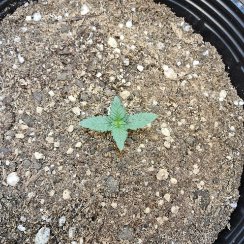 Auto Critical Orange Punch #2 growlog timeline photo