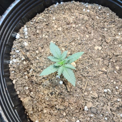 Auto Critical Orange Punch #3 growlog timeline photo