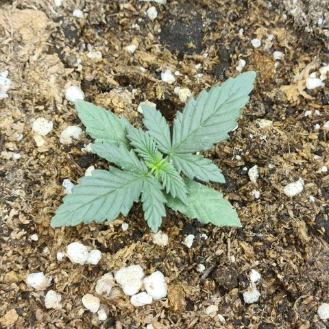 Auto Critical Orange Punch #1 growlog timeline photo
