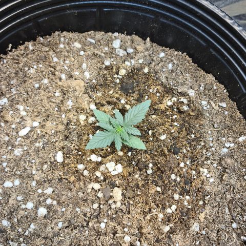 Auto Critical Orange Punch #1 growlog timeline photo