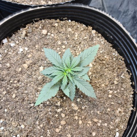 Auto Jack Herer growlog timeline photo