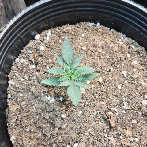 Auto Critical Orange Punch #3 growlog timeline photo