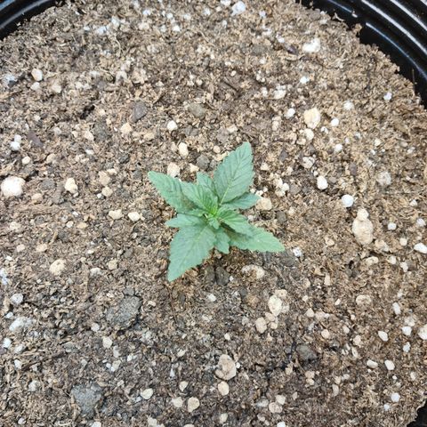 Auto Critical Orange Punch #2 growlog timeline photo