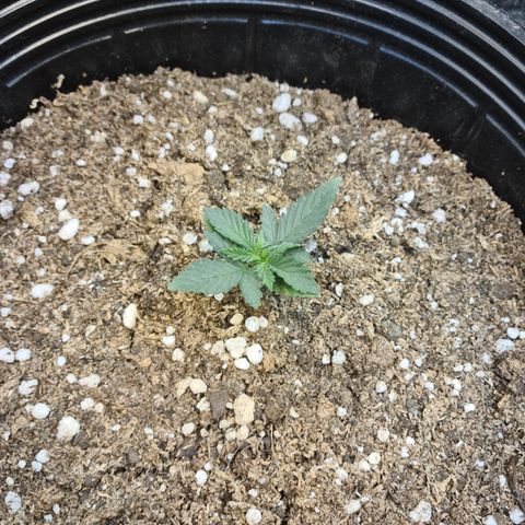 Auto Critical Orange Punch #1 growlog timeline photo