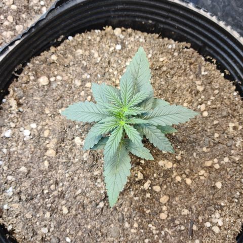 Auto Jack Herer growlog timeline photo