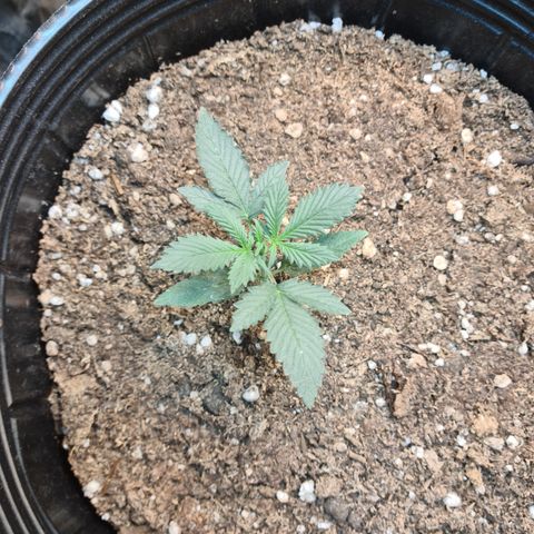 Auto Critical Orange Punch #3 growlog timeline photo