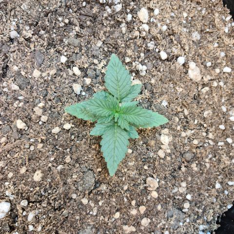 Auto Critical Orange Punch #2 growlog timeline photo
