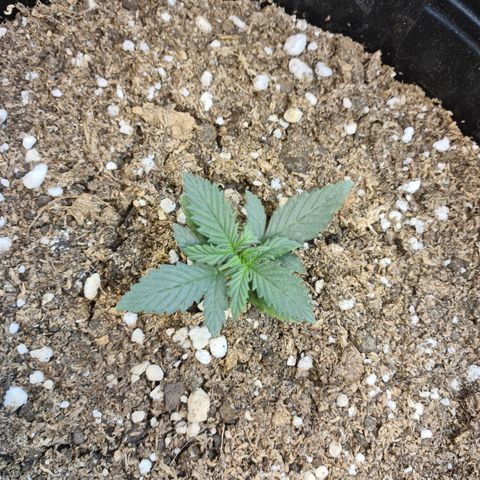 Auto Critical Orange Punch #1 growlog timeline photo