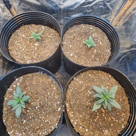 Auto Critical Orange Punch #1 growlog timeline photo