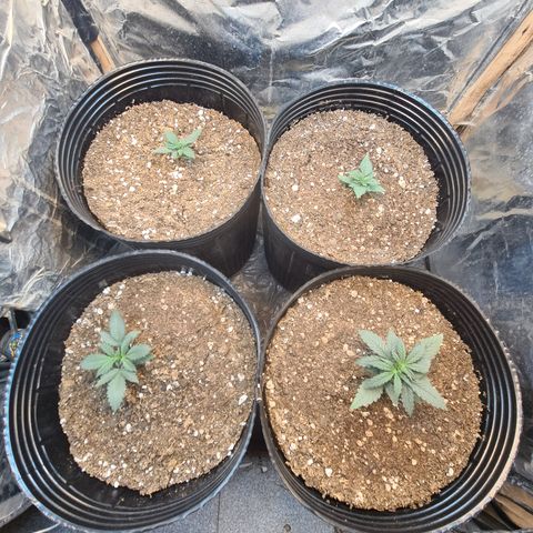 Auto Critical Orange Punch #1 growlog timeline photo