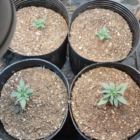 Auto Critical Orange Punch #1 growlog timeline photo