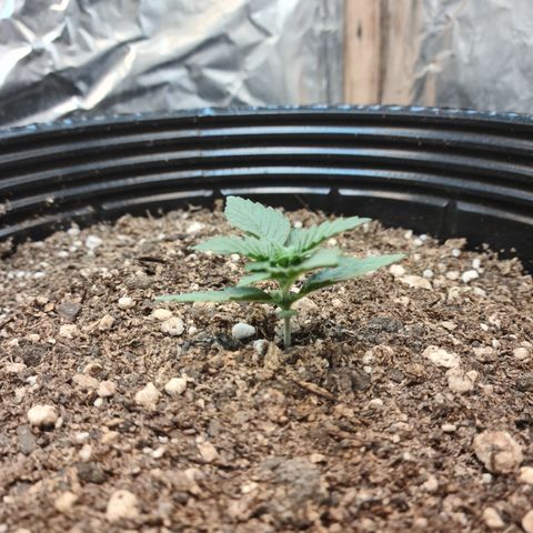 Auto Critical Orange Punch #2 growlog timeline photo