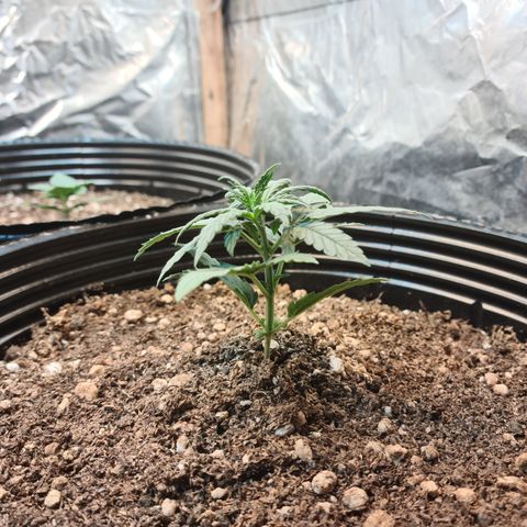 Auto Jack Herer growlog timeline photo