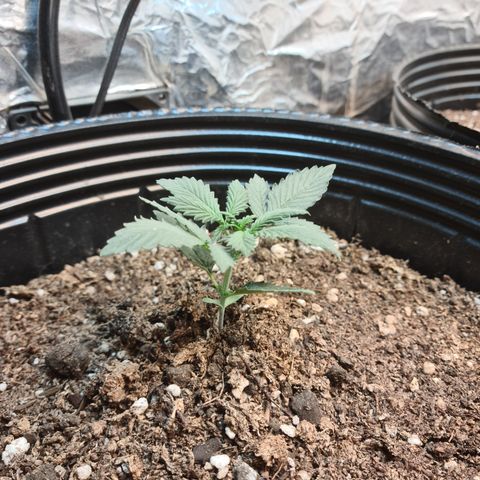 Auto Critical Orange Punch #3 growlog timeline photo