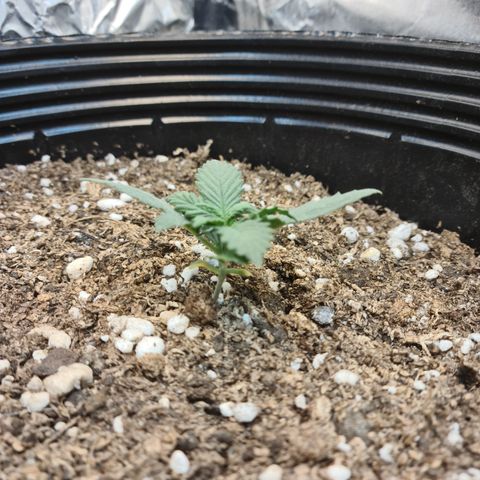 Auto Critical Orange Punch #1 growlog timeline photo