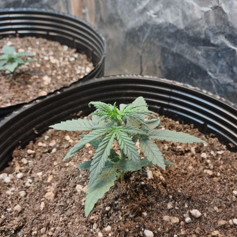 Auto Jack Herer growlog photo: Se observan hojas con algunos síntomas de stress, posiblemente por exceso de riego según la sintomatologia. Adjunto foto.