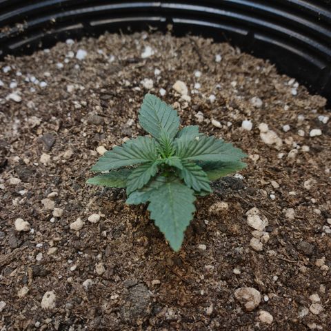 Auto Critical Orange Punch #2 growlog timeline photo