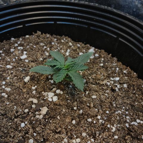 Auto Critical Orange Punch #1 growlog timeline photo