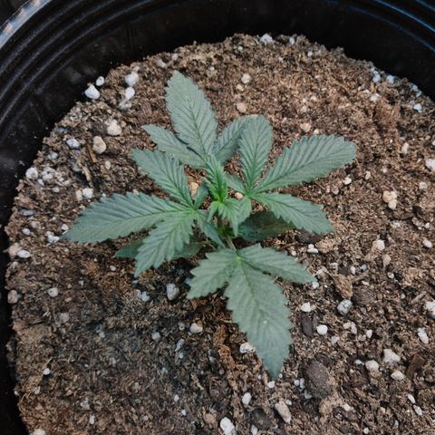 Auto Critical Orange Punch #3 growlog timeline photo