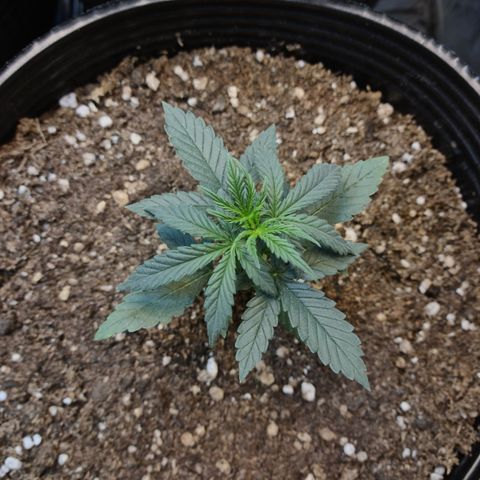 Auto Jack Herer growlog timeline photo