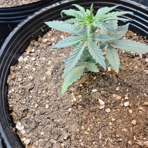 Auto Jack Herer growlog photo: Se aprecian manchas color amarillento sobre el ejemplar de Jack Herer Auto.