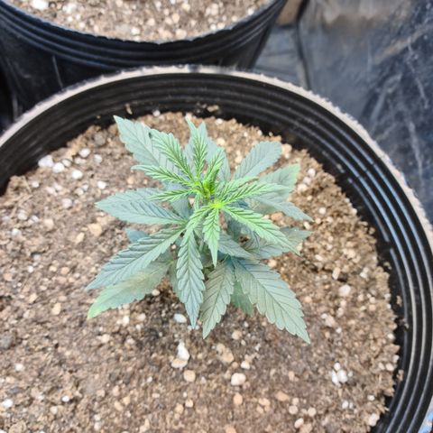Auto Jack Herer growlog photo: Manchas amarillas en algunas hojas.