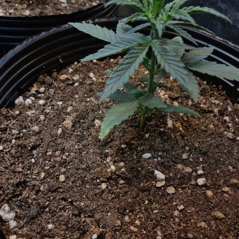 Auto Jack Herer growlog photo: Manchas amarillas en algunas hojas.