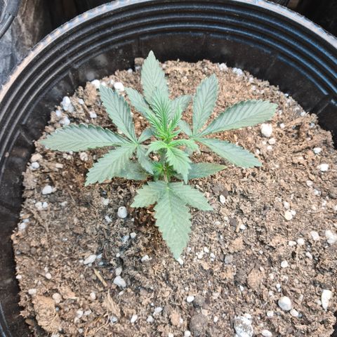 Auto Critical Orange Punch #3 growlog timeline photo