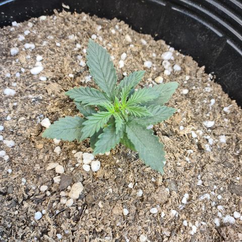 Auto Critical Orange Punch #1 growlog timeline photo