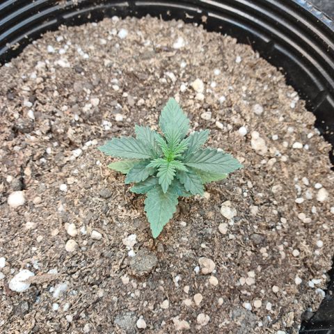 Auto Critical Orange Punch #2 growlog timeline photo