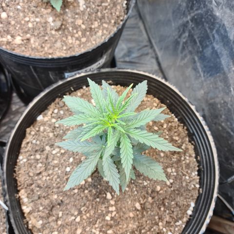 Auto Jack Herer growlog timeline photo