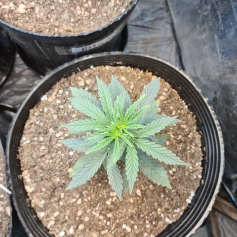 Auto Jack Herer growlog timeline photo