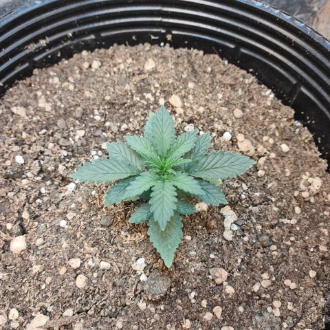 Auto Critical Orange Punch #2 growlog timeline photo