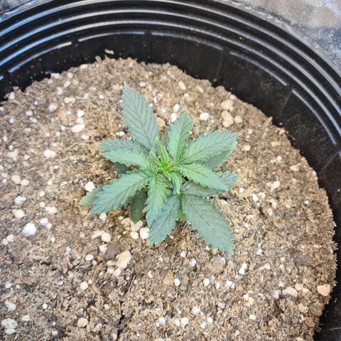 Auto Critical Orange Punch #1 growlog timeline photo
