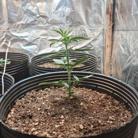 Auto Jack Herer growlog timeline photo