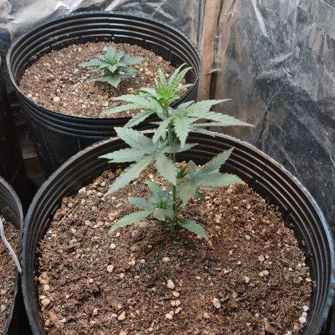 Auto Jack Herer growlog timeline photo