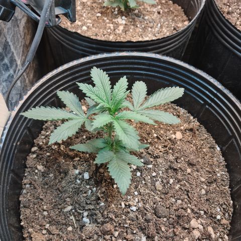 Auto Critical Orange Punch #3 growlog timeline photo