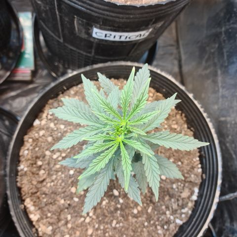Auto Jack Herer growlog timeline photo