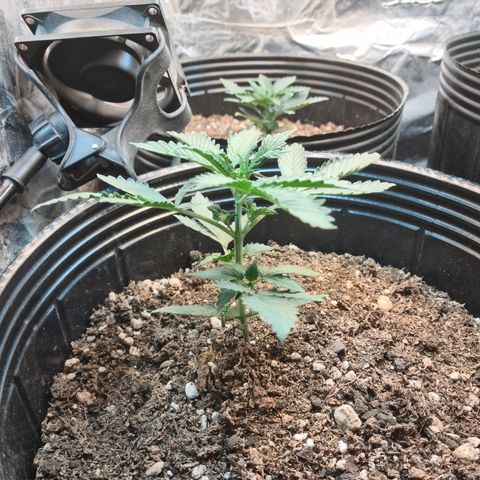 Auto Critical Orange Punch #3 growlog timeline photo