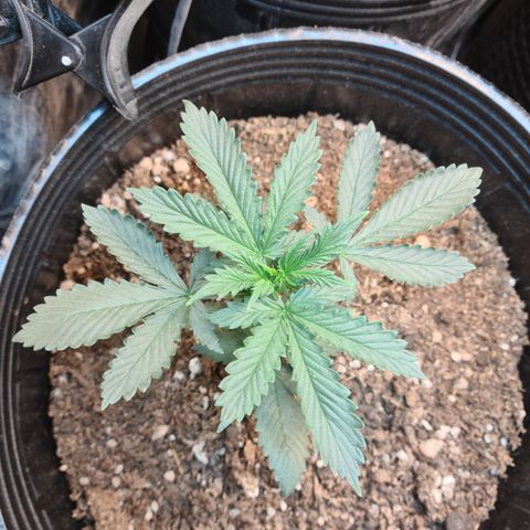 Auto Critical Orange Punch #3 growlog timeline photo