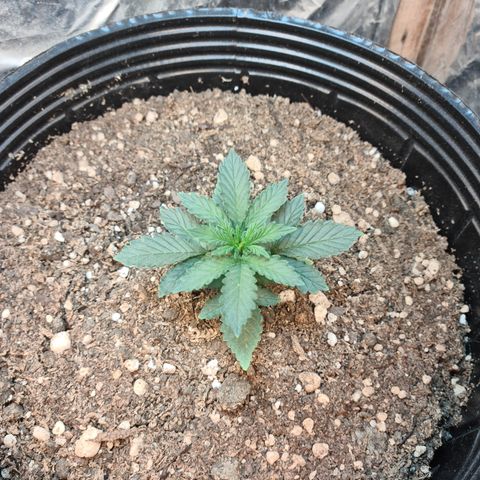 Auto Critical Orange Punch #2 growlog timeline photo