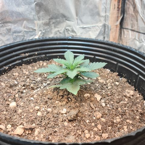Auto Critical Orange Punch #2 growlog timeline photo