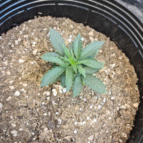 Auto Critical Orange Punch #1 growlog timeline photo
